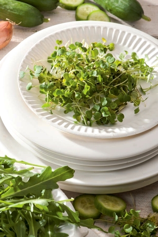 Rukola klíčky - Eruca vesicaria - semena