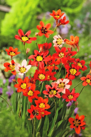 ハーレクインフラワー-アソートカラー-ラージパッケージ！ -200個;スパラクシス - 