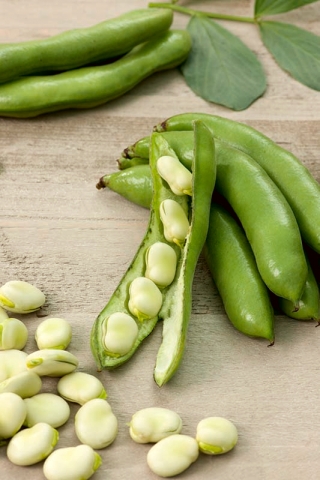 Saubohne "Bachus"; Fava Bohne, Ackerbohne - 