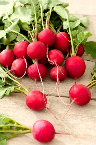 大根サルサF1-丸い赤い根 - 