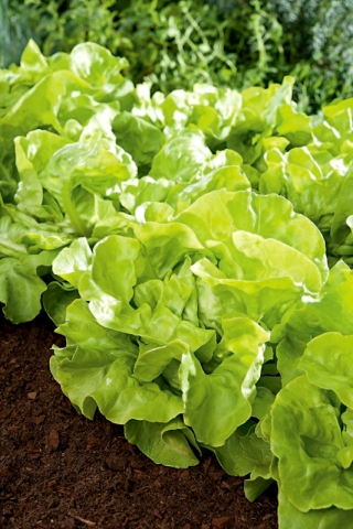 莴苣米莉-埃琳娜 - 