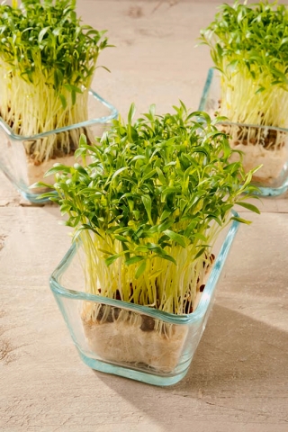 Mikro zelenjava - špinača - mladi listi edinstvenega okusa - 1 kg - 