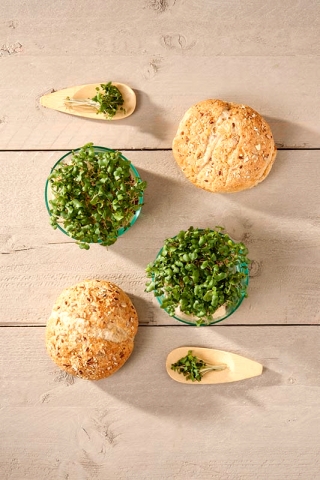 Mikro zelenjava - rutabaga, švedka - mladi listi edinstvenega okusa - 250 gramov - 