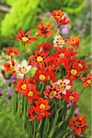 ספרקסיס, תערובת פרחים בהארלקין - 20 בצל - Sparáxis