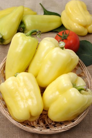 고춧가루 'Hallo'- 흰 종은 터널에서 재배 할 것을 권장 - Capsicum annuum - Hallo - 씨앗
