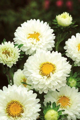 Callistephus chinensis - Iskra - 450 semillas - blanco