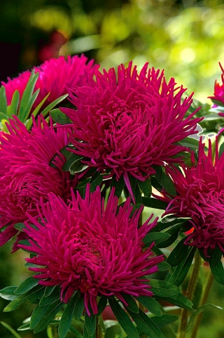 矮紫苑“Małgosia”-深粉红色 - 