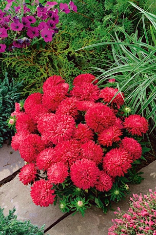 बौना एस्टर मिल्डि स्कारलेट बीज - कैलिस्टेफस चिनेंसिस - 500 बीज - 