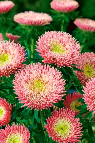 Kinesisk prinsesse aster 'Niusia' - 