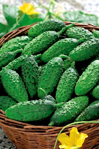Almindelig Agurk - Rufus - 90 frø - Cucumis sativus