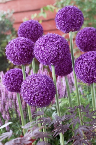 Sierknoflook Ambassador - grootverpakking - 10 st - 