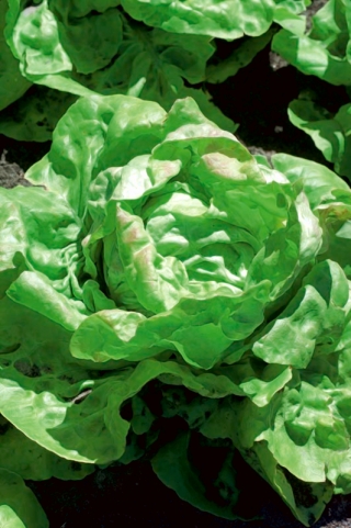 ผักกาดหอมบัตเตอร์เฮด 'Ovation' - 