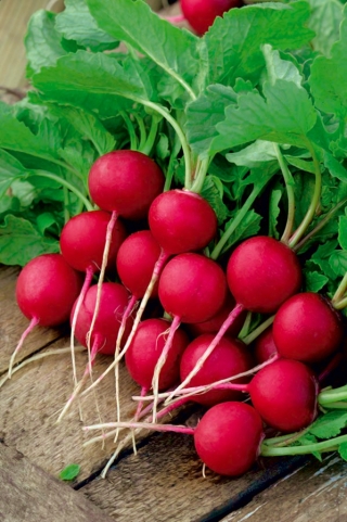 大根「クラサ」-NANO-GRO-収穫量を30％増加 - 