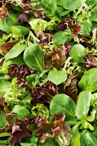 Taze Yapraklar - Aile Seçimi - kutularda yetiştirmek için - 