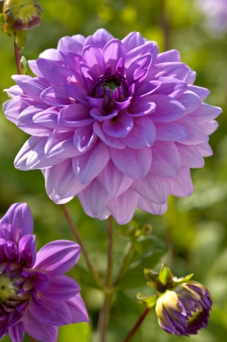 Dahlia - Blue Boy - pacote grande! - 10 pcs.