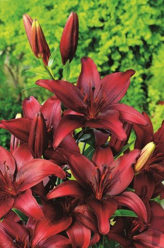 Lírio asiático - folheto da noite - 