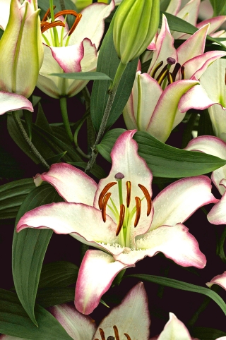 Lily - Talian Hotline - pakej besar! - 10 biji - 