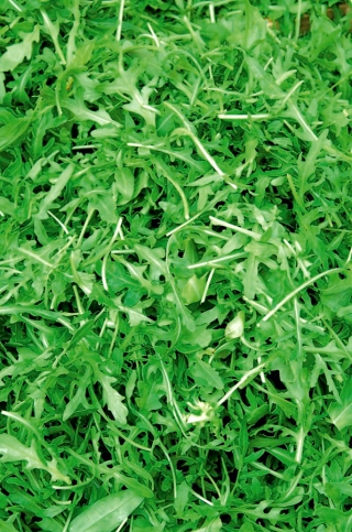 Rucola Eruca Sativa - סרט זרעים; רָקֵטָה - 