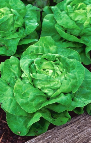 Bataviasallat - Humil - 900 frön - Lactuca sativa L. var. Capitata