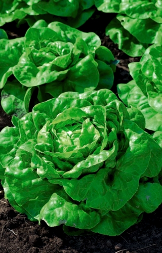 חסת חמאת שדה "רג'ינה ירוקה" - אינה יורה בגבעולים פורחים - 