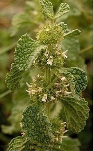 Kransborre - 100 frön - Marrubium vulgare