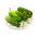 خيار "بولكو" - للمخللات - 175 بذرة - Cucumis sativus - ابذرة