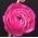 Ranunculus, Buttercup Pink - 10 bebawang