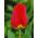Tulpes Apeldorn - 5 gab. Iepakojums - Tulipa Apeldorn