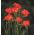 Freesia Single Red - 10 becuri