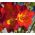 Freesia Single Red - 10 becuri