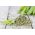 Сельдерей пахучий - Green cutting - 520 семена - Apium graveolens