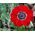 Anemone Alankomaat - 40 kpl - 