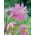Almindelig akeleje - Pink Barlow - Aquilegia vulgaris