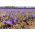 Crocus Sativus - pacchetto di 10 pezzi
