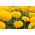 Kõrge peiulill - segu - ilma lõhnata - 300 seemned - Tagetes erecta