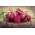 Củ cải đường "Quả bóng đỏ" - TAPE SEED - Beta vulgaris var. Conditiva - hạt