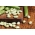 Fava "White Windsor" - SEMI TRATTATI - Vicia faba L.