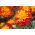 Tagetes patula -  Harmony - Tagetes patula L. - sementes