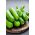 Kumara "Maksimus" - SEAP TAPE - Cucumis sativus - semena
