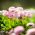 الإنجليزية ديزي رومينيت مزيج البذور - بيليس بيرنس - 600 البذور - Bellis perennis - ابذرة