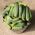 Огурец обыкновенный - Skaner -  Cucumis sativus - семена