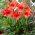 Hippeastrum - amarilis - Orange, berdaulat - 