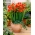Freesia Single Red - 10 becuri