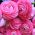 Ranunculus, Buttercup Pink - 10 bebawang
