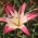 Liljesläktet Lollypop - Lilium Lollypop