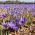 Crocus Sativus - Șofran - pachet mare! - 200 buc - 