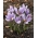 Crocus Sativus - Șofran - pachet mare! - 200 buc - 