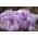 Crocus King of the Striped - Large Pack! - 200 pcs.