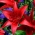 Red Asiatic lily - Red - Large Pack! - 15 pcs.