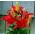 Red Asiatic lily - Red - Large Pack! - 15 pcs.